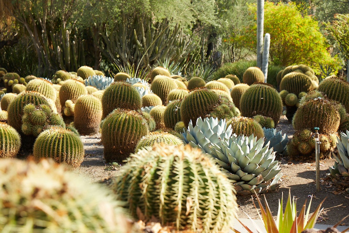 How to Start Your Outdoor Cactus Garden (Full Guide)